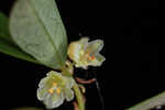 Florida leaf-flower